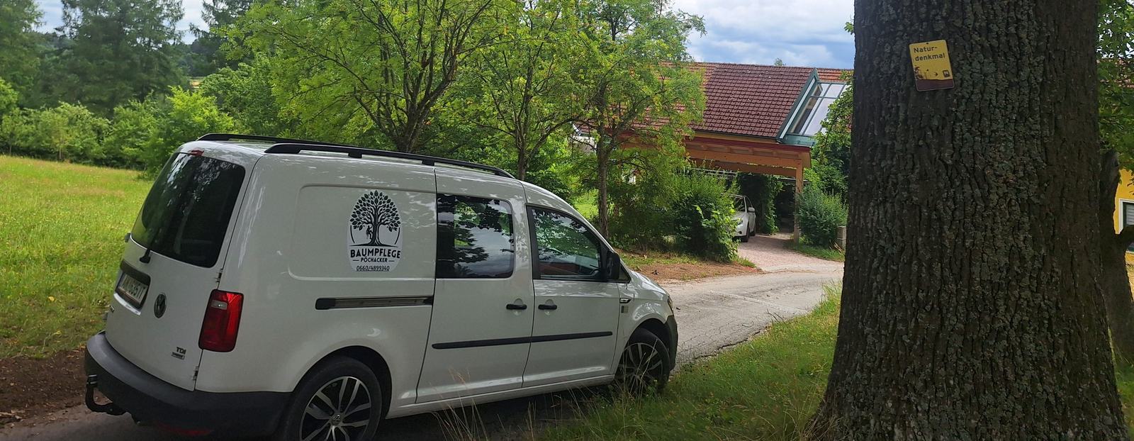Firmenauto von Baumpflege Pöchacker vor einem Naturdenkmal-Baum