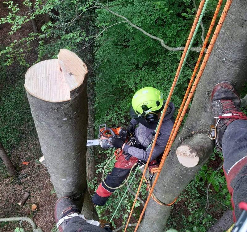 Baumfällung mit Seilklettertechnik: Baumpfleger mit Motorsäge im Seil